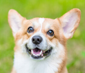 Portrait of a Pembroke welsh corgi puppy on green summer grass