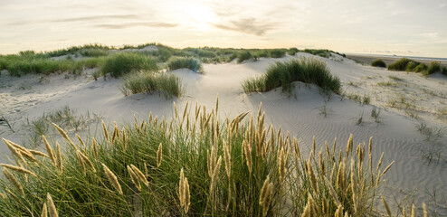 Beach with sand dunes and marram grass with soft sunrise sunset back light. Skagen Nordstrand, Denmark. Skagerrak, Kattegat.