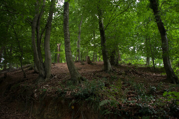 forest in the morning