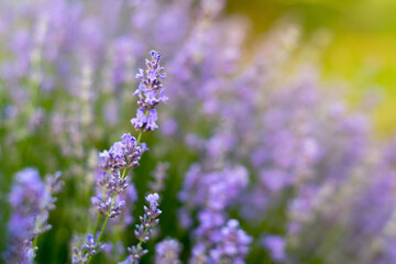 Lavender flowers, soft focus. Field of lavender, Lavandula angustifolia, Lavandula officinalis. Aromatherapy, nature cosmetics, ingredients and herbs for eco products.