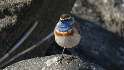 Bluethroat on the beach