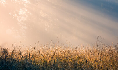 Obraz na płótnie Canvas Wiosenna Łąka o Świcie z Promieniami słońca
