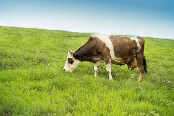 Fototapeta na wymiar cow on a meadow