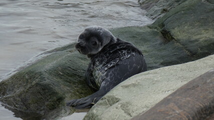 seal pup on the beach