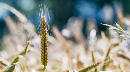 Close up on single wheat ear growing in   field