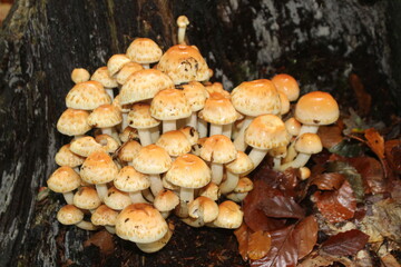 Champignons lignivore sur souche d'arbre
