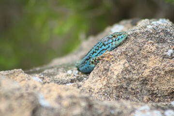 Lizard. Islas Baleares.
