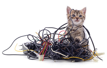 Kitten and a pile of gnawed wires.