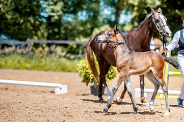Obraz premium Crezy cute little foal running galloping in the horse show arena.