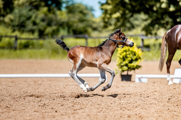 Obraz na płótnie Canvas Crezy cute little foal running galloping in the horse show arena.