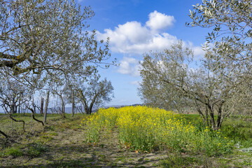 Champ de colza et oliviers par un jour d'hiver ensoleillé en Italie