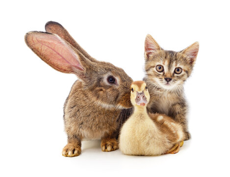 Kitten and duckling with a rabbit.