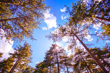 Summer green forest , view up, beautiful blue sky with clouds, sunshine, fresh air, nature landscape