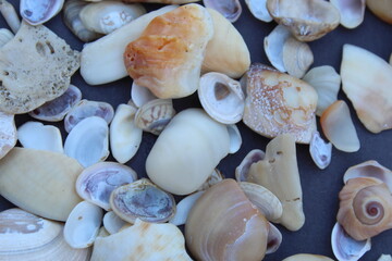 Collection of different type and colors of dead Seashells close view, selective focus.