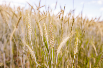 Golden wheat fields on summer day. Agriculture , rural landscape
