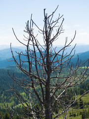 Dry characteristic tree on top of a mountain. Panorama of the Sayan mountains. Summer sunny day