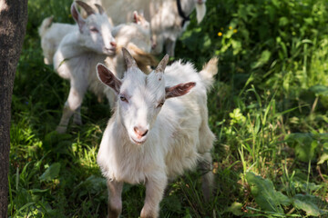 A white little goat stands in the green grass on a pasture and looks at the camera.
