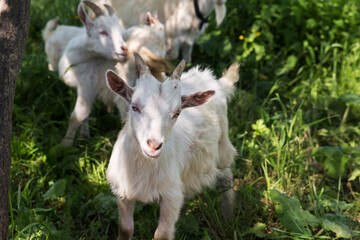 Obraz premium A white little goat stands in the green grass on a pasture and looks at the camera.