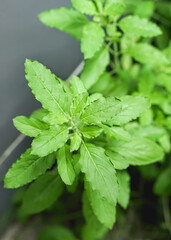 Fresh green Holy Basil, Healthy Food.