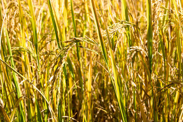 Rice plant at Pai Bamboo Bridge (Boon Ko Ku So) in Pai, Mae Hong Son Province, Thailand.