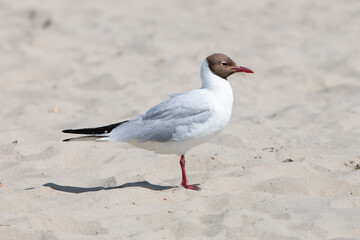 Black-headed gull (in german Lachmöwe) Chroicocephalus ridibundus