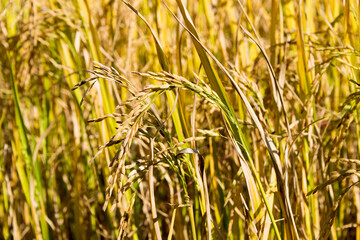 Rice plant at Pai Bamboo Bridge (Boon Ko Ku So) in Pai, Mae Hong Son Province, Thailand.