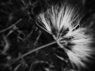 fleur abstraction noir et blanc