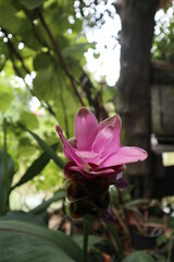 pink flower, Krachiew flowers