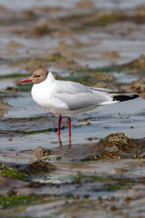 Obraz premium Black-headed gull (in german Lachmöwe) Chroicocephalus ridibundus