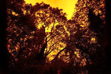 landscape silhouette of trees branches leaves with yellow and amber  sky , for fire or sunset effect.