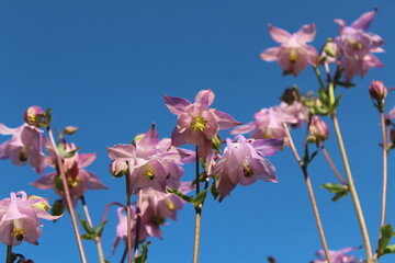Fleurs d'ancolies roses sur ciel bleu © jercou