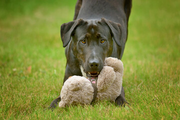 Big black dog playing with plush toy on meadow and looking into camera