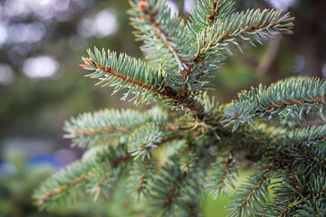 Pine leaves christmas background.