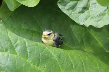 Jeune mésange bleue sur feuille de rhubarbe