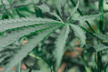 Cannabis leaf, hemp plantation, close up