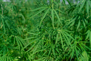 Cannabis leaf, hemp plantation, close up