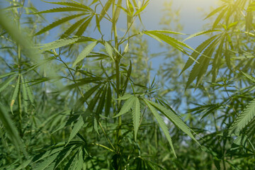 Large marijuana plantation, canabis bud
