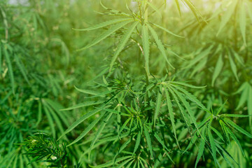 Large marijuana plantation, canabis bud