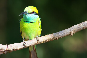 Green Bee-Eater bird (Merops orientalis) in the Yala National Park, Sri Lanka