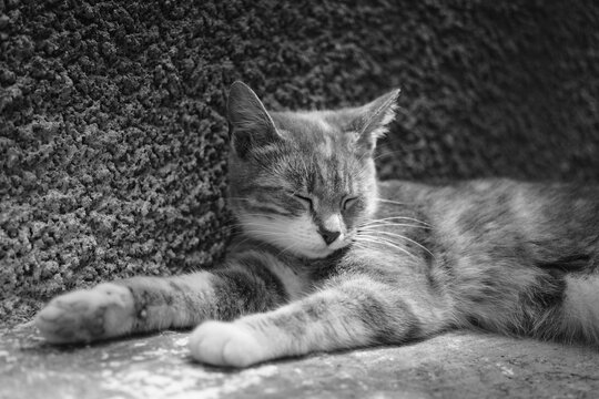 Cute cat resting near house wall outdoors. BW photo