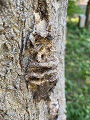dry mushrooms on the bark of an old tree