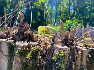 dry old tree branches in the forest