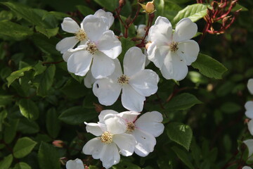 Fleurs de prunier