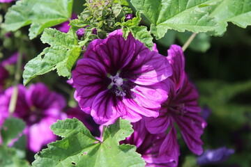 Fleur de mauve de Mauritanie
