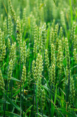 Fototapeta na wymiar Green ears of rye on a field in a village.