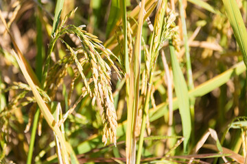 Rice plant at Pai Bamboo Bridge (Boon Ko Ku So) in Pai, Mae Hong Son Province, Thailand.