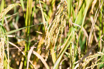 Rice plant at Pai Bamboo Bridge (Boon Ko Ku So) in Pai, Mae Hong Son Province, Thailand.