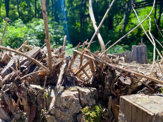 dry old tree branches in the forest