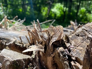 dry old tree branches in the forest