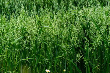 Beautiful landscape. A field of young green ears of oats.